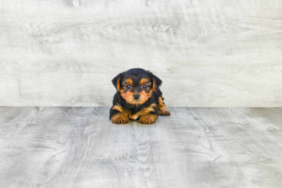 Meet Isabelle - our Yorkshire Terrier Puppy Photo 