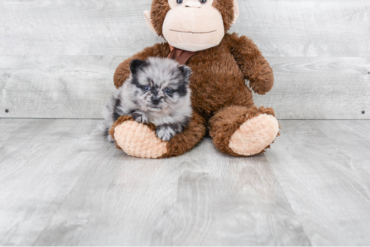 Petite Pomeranian Purebred Puppy