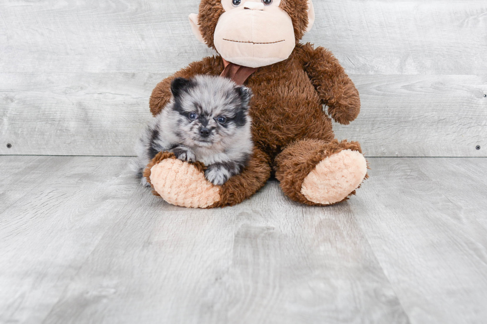 Petite Pomeranian Purebred Puppy