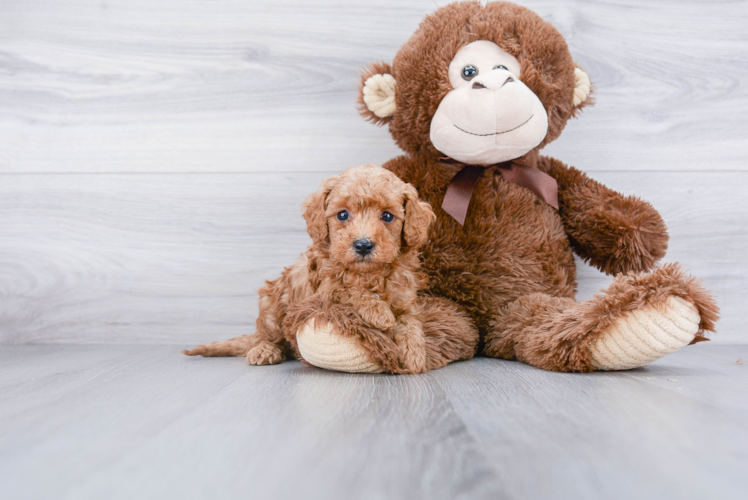 Happy Cavapoo Baby