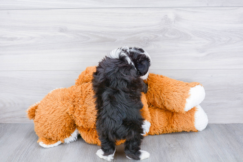 Little Aussiepoo Poodle Mix Puppy