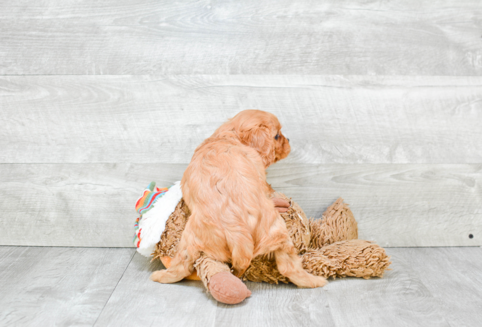 Little Cavalier King Charles Spaniel Baby