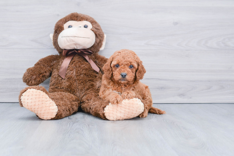 Petite Mini Goldendoodle Poodle Mix Pup