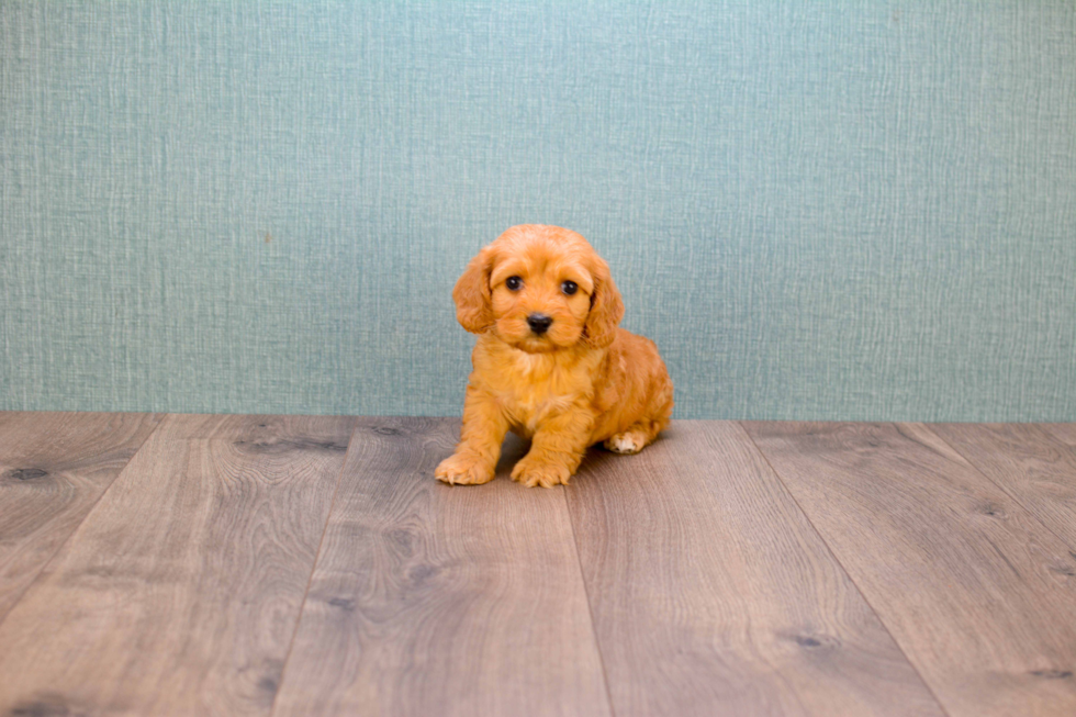 Cavapoo Pup Being Cute