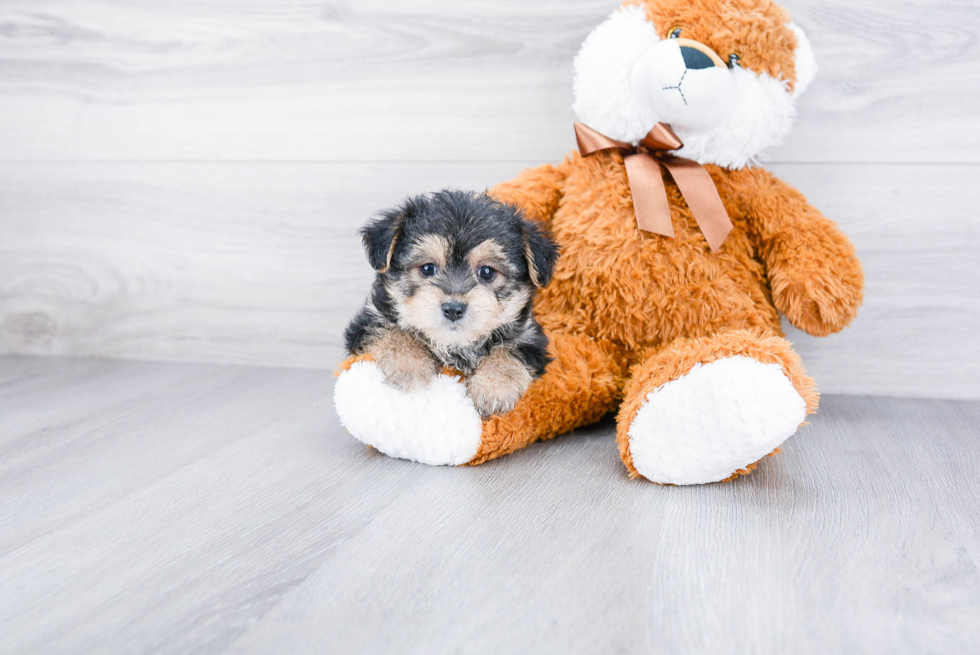 Morkie Pup Being Cute