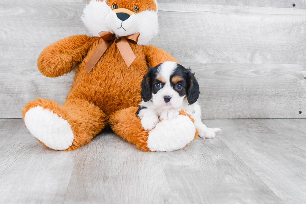 Little Cavalier King Charles Spaniel Baby