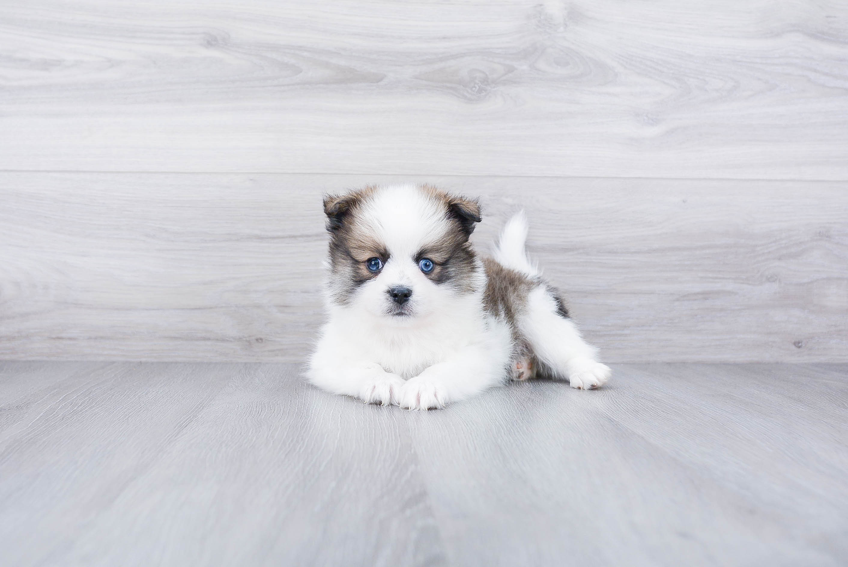 Best Pomsky Baby