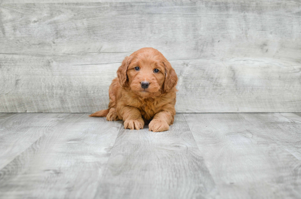 Best Mini Goldendoodle Baby