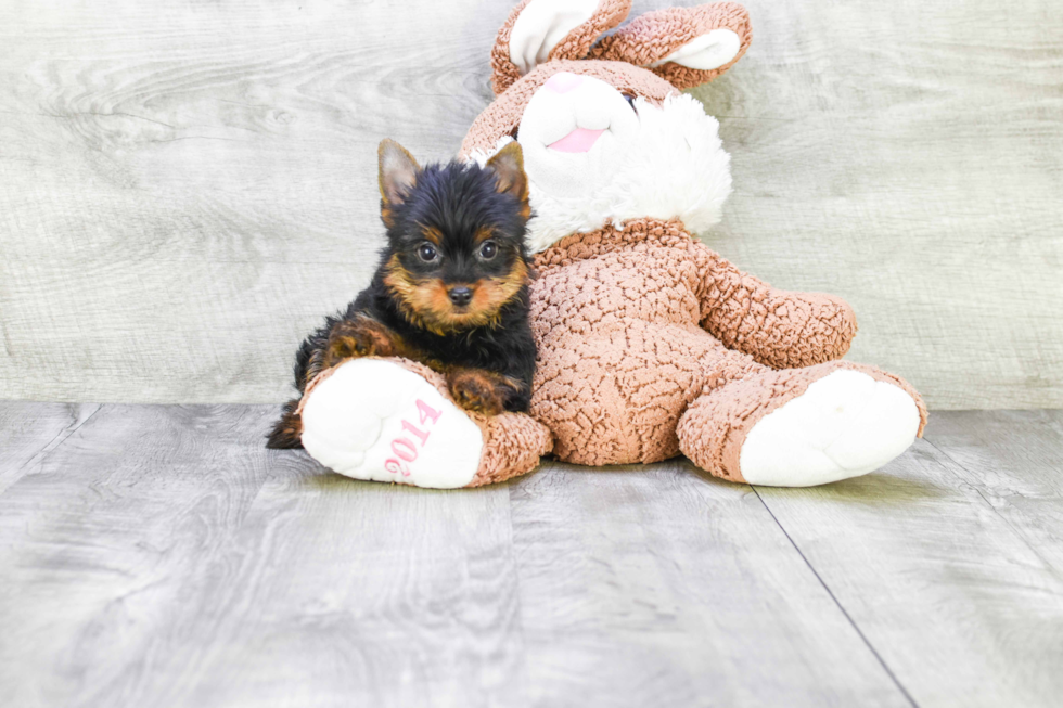 Meet Steph - our Yorkshire Terrier Puppy Photo 