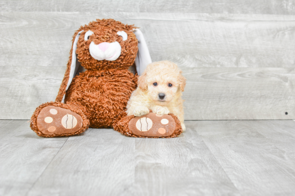 Maltipoo Pup Being Cute