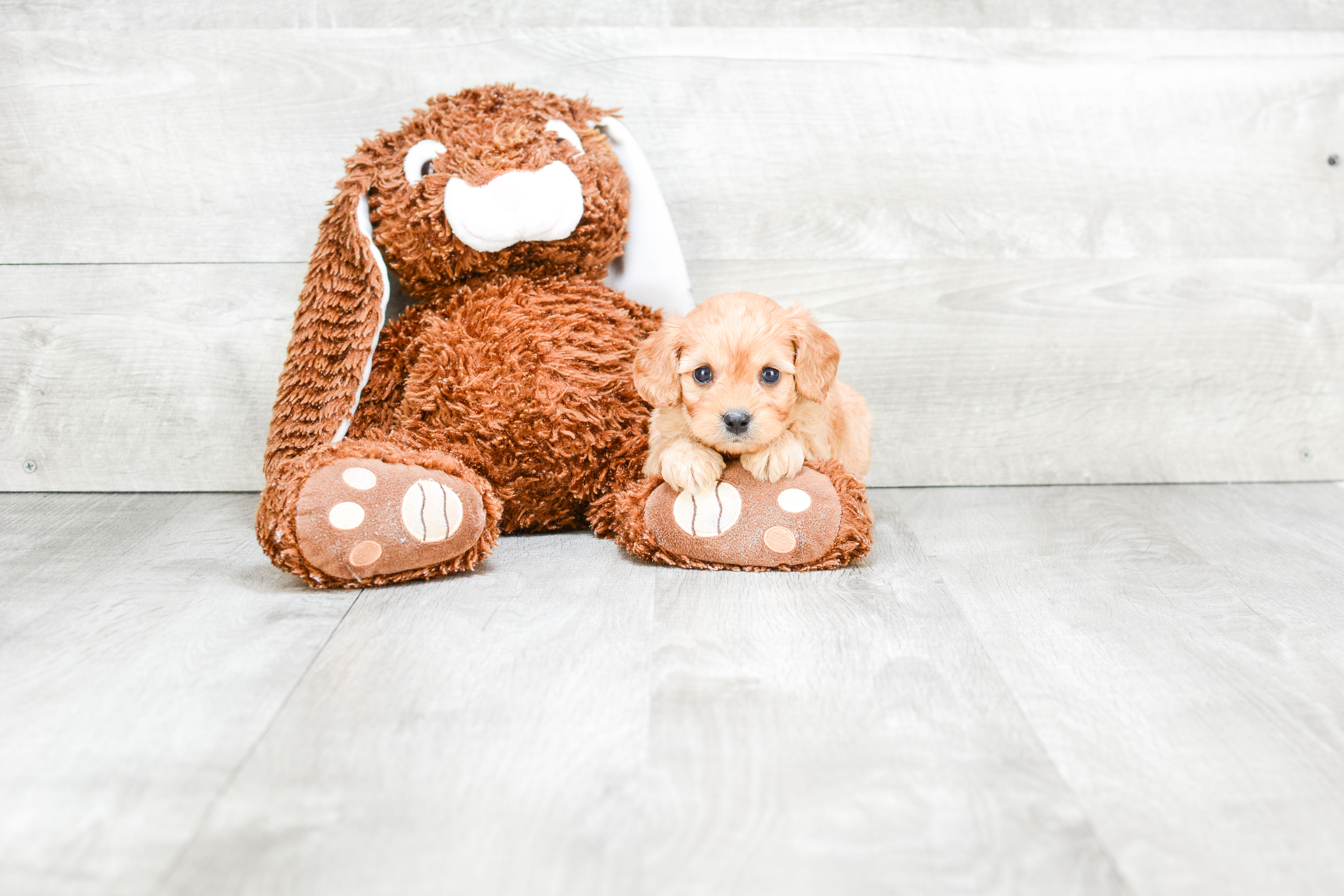 Cavapoo Pup Being Cute