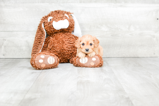 Cavapoo Pup Being Cute