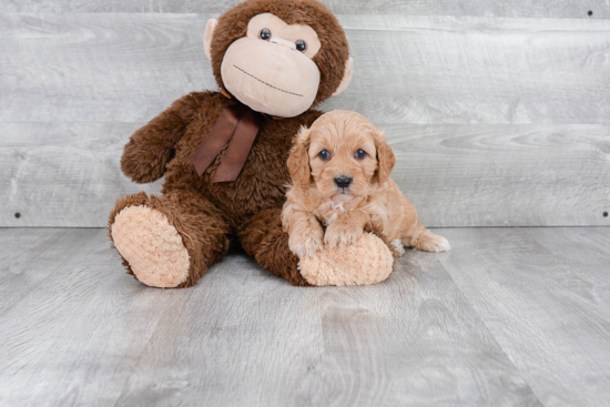 Petite Cavapoo Poodle Mix Pup