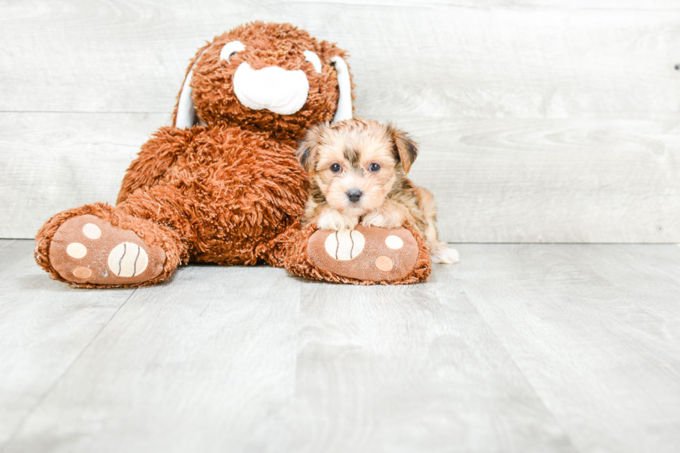 Morkie Pup Being Cute