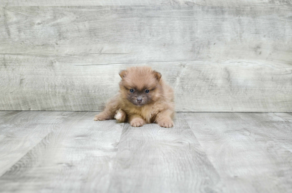 Little Pomeranian Baby