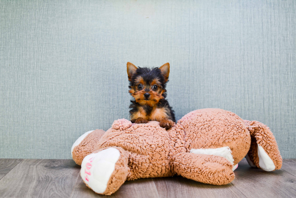 Meet Steph - our Yorkshire Terrier Puppy Photo 