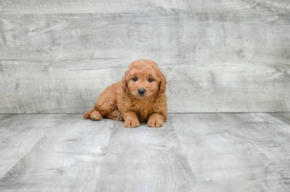 Adorable Golden Retriever Poodle Mix Puppy