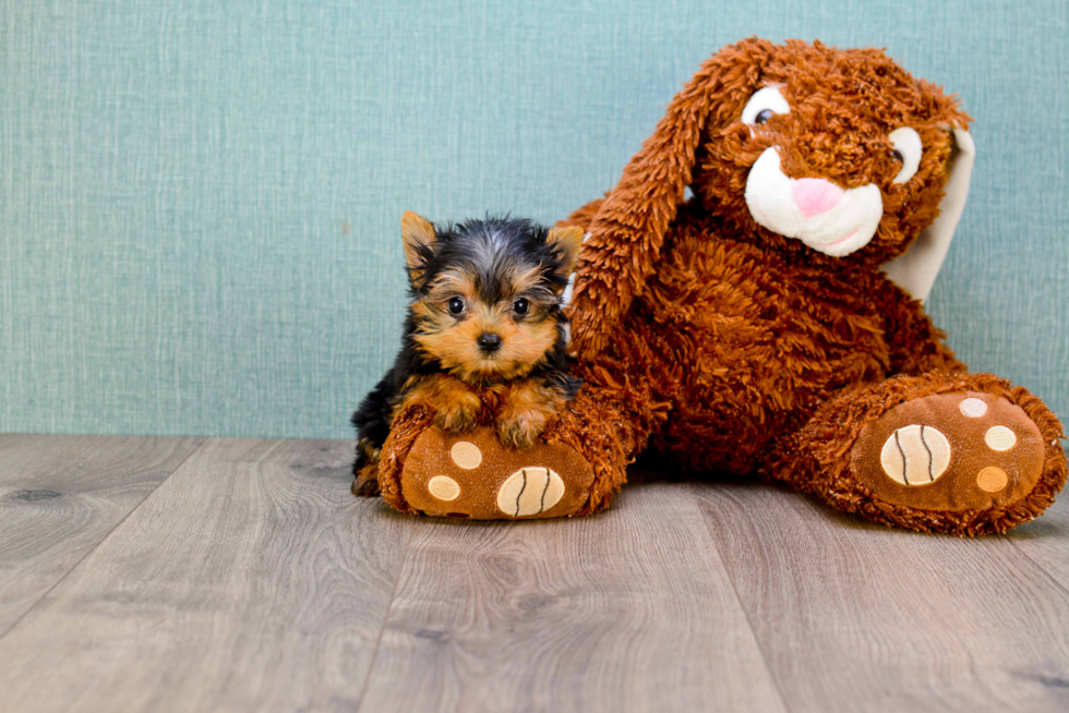 Meet Giselle - our Yorkshire Terrier Puppy Photo 