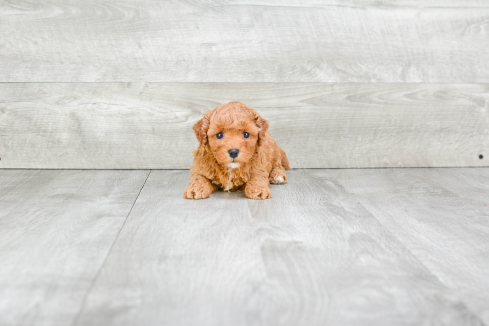 Cavapoo Pup Being Cute