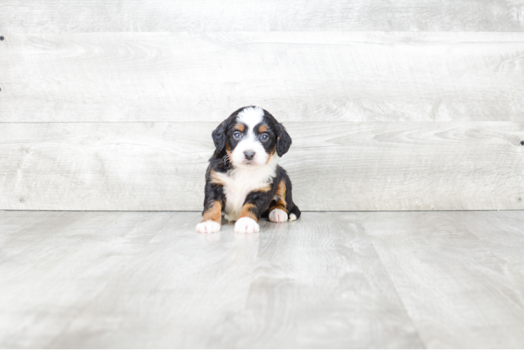 Best Mini Bernedoodle Baby