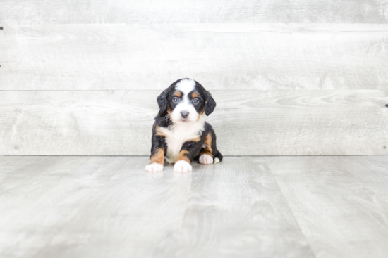 Best Mini Bernedoodle Baby