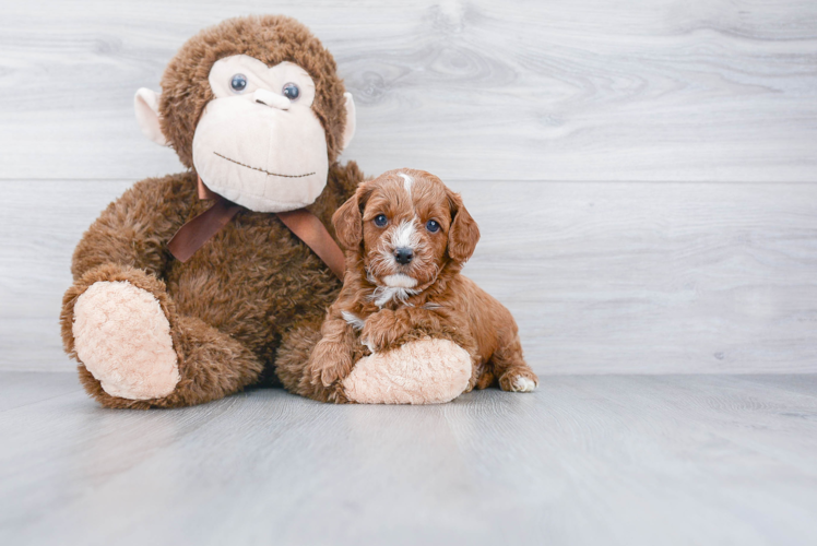 Fluffy Cavapoo Poodle Mix Pup