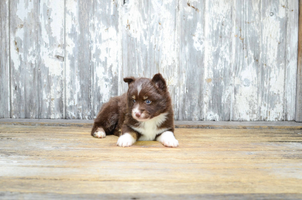 Friendly Pomsky Baby