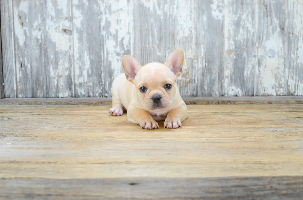 Small French Bulldog Purebred Pup