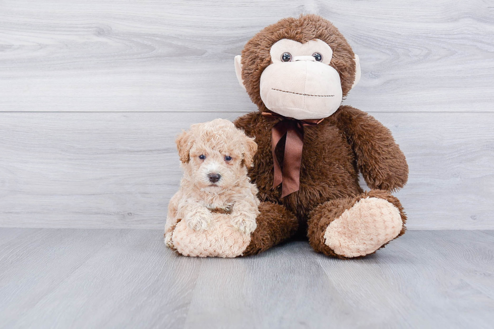 Sweet Maltipoo Baby