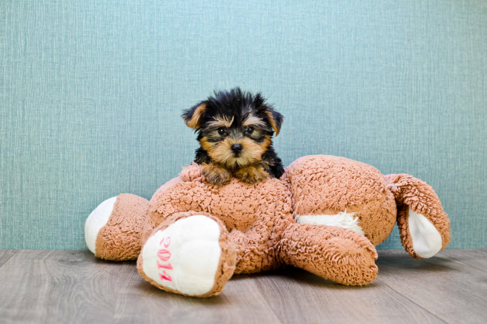 Meet Timmy - our Yorkshire Terrier Puppy Photo 