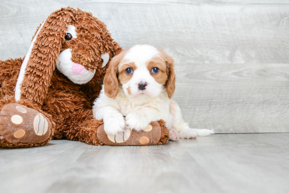 Best Cavalier King Charles Spaniel Baby