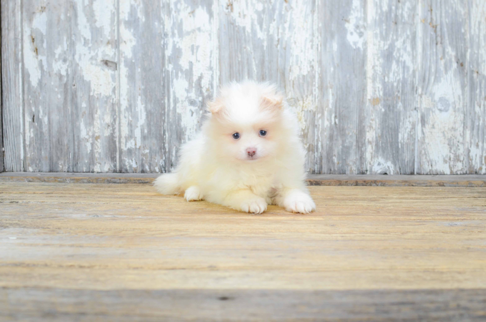 Pomeranian Puppy for Adoption