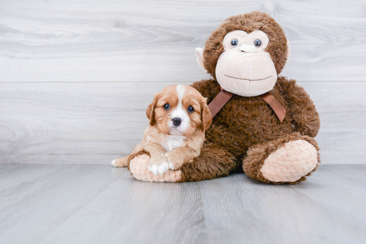 Cavalier King Charles Spaniel Pup Being Cute