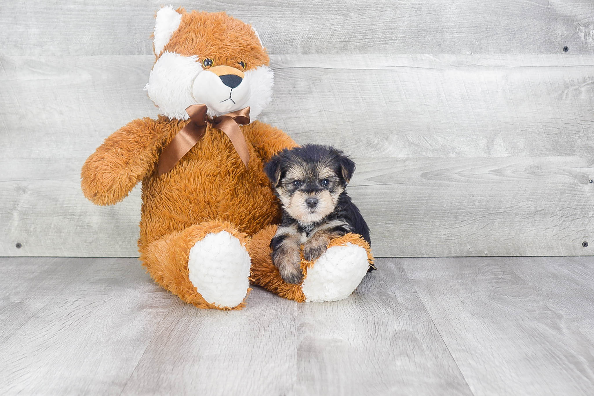 Friendly Morkie Baby
