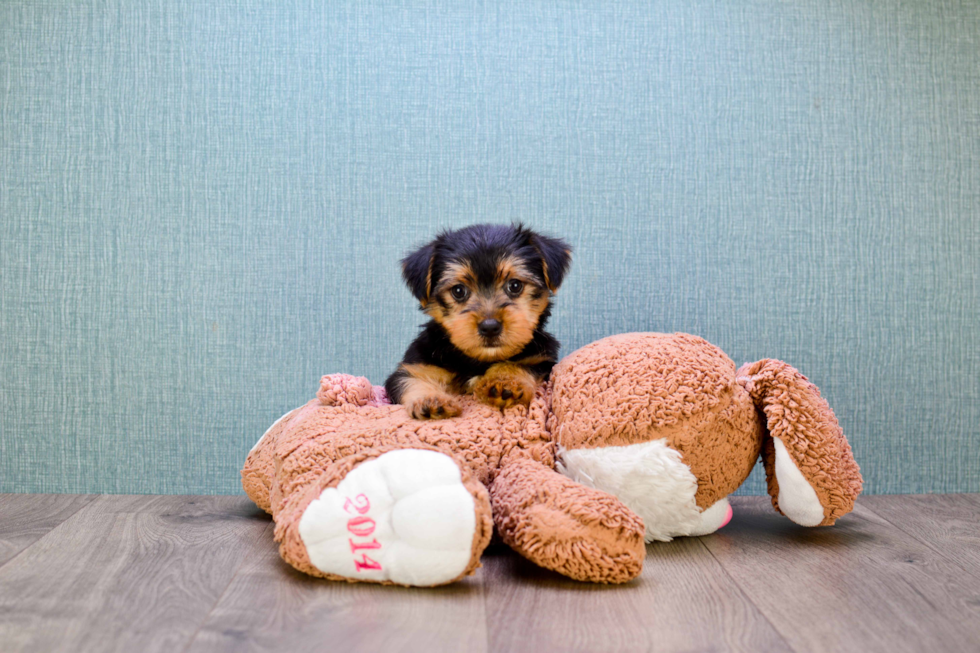 Meet Roscoe - our Yorkshire Terrier Puppy Photo 