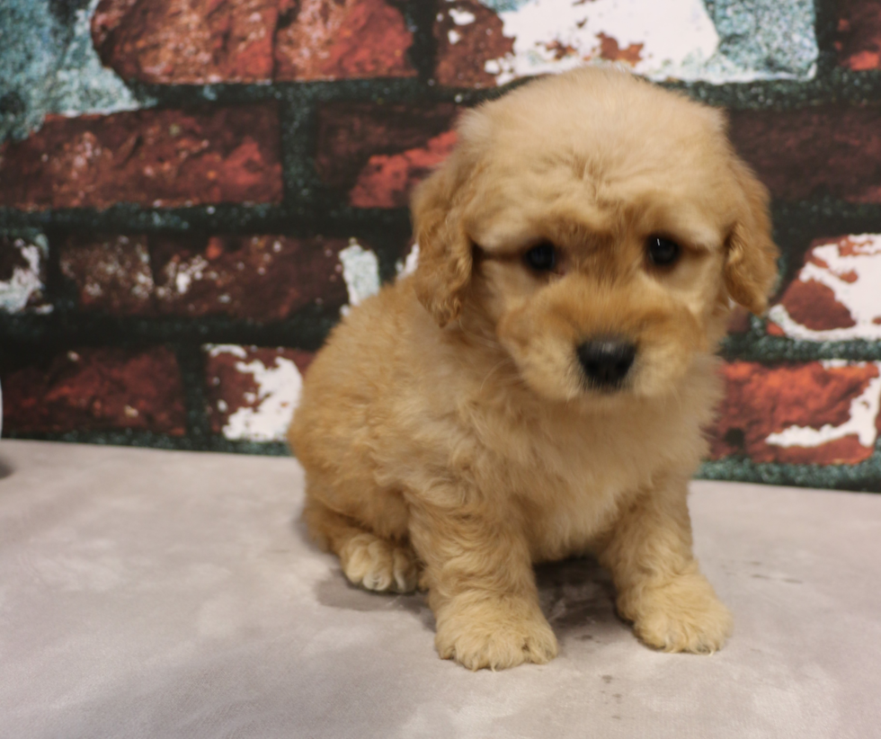 Mini Goldendoodle Puppy for Adoption