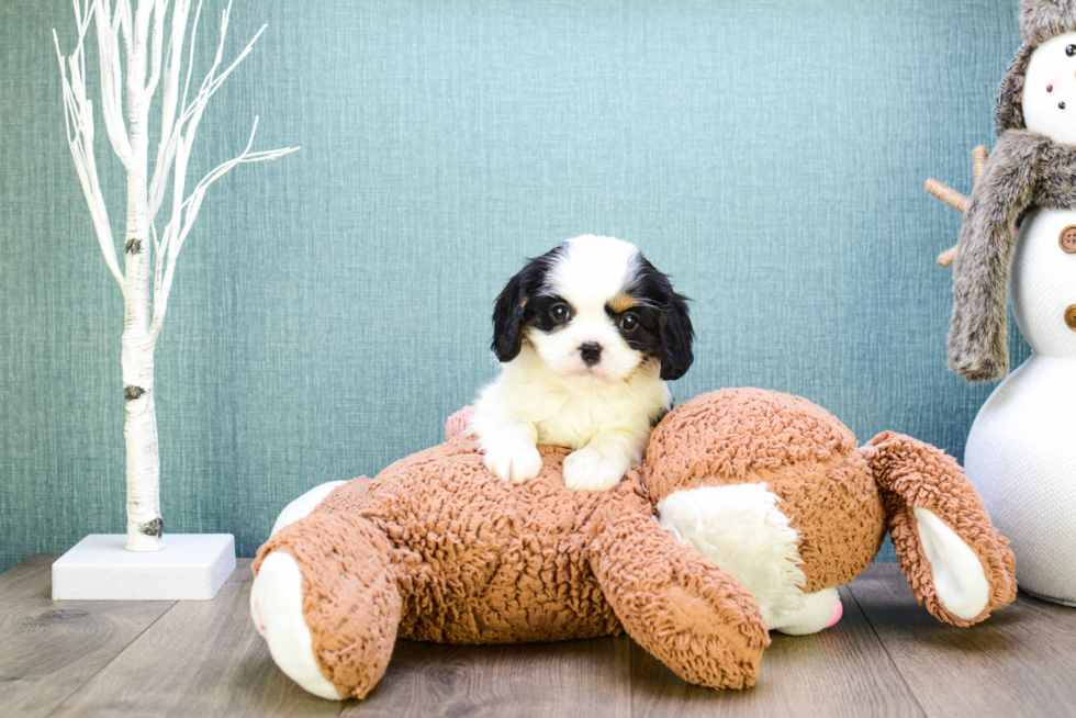 Adorable Cavalier King Charles Spaniel Purebred Puppy