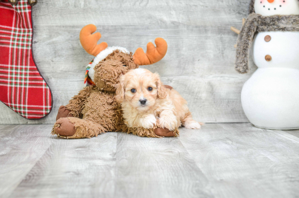 Cavachon Pup Being Cute