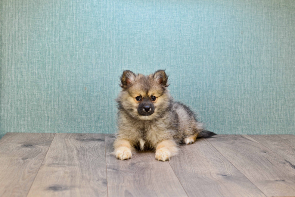 Smart Pomeranian Purebred Puppy