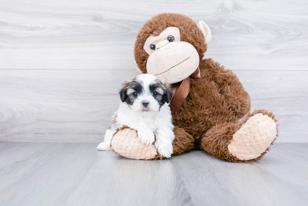 Happy Teddy Bear Baby