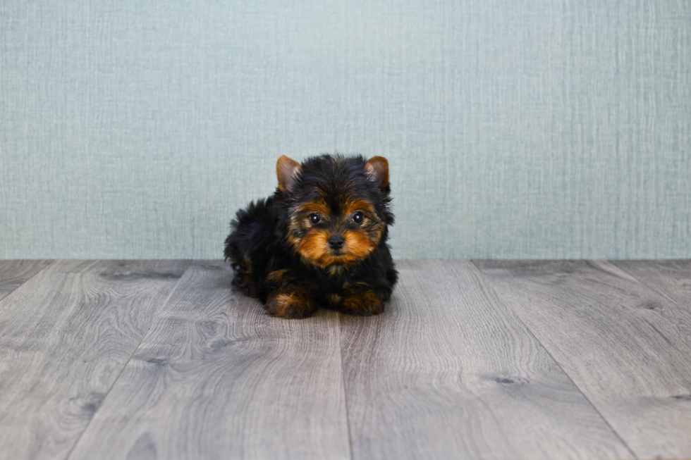 Meet Tinkerbell - our Yorkshire Terrier Puppy Photo 