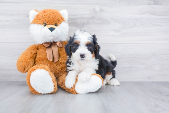 Mini Bernedoodle Pup Being Cute