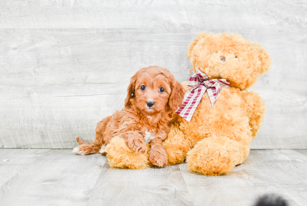 Best Cavapoo Baby