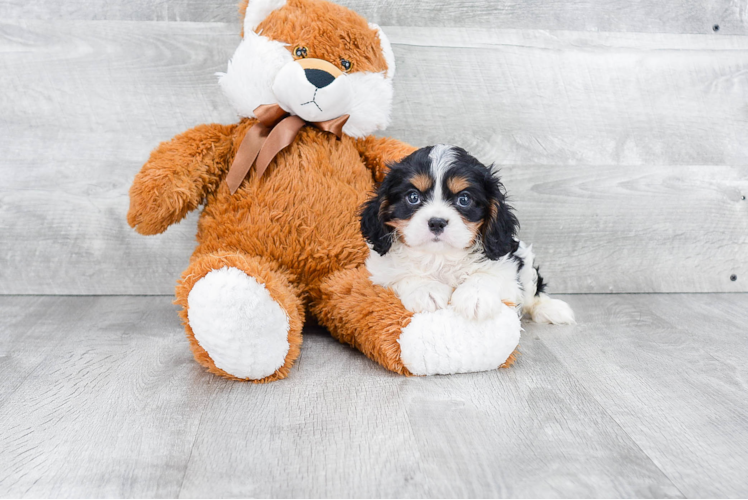 Best Cavalier King Charles Spaniel Baby