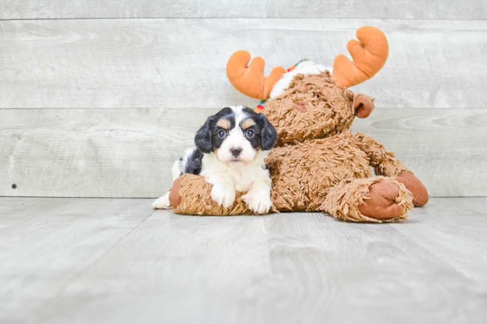 Cavachon Puppy for Adoption