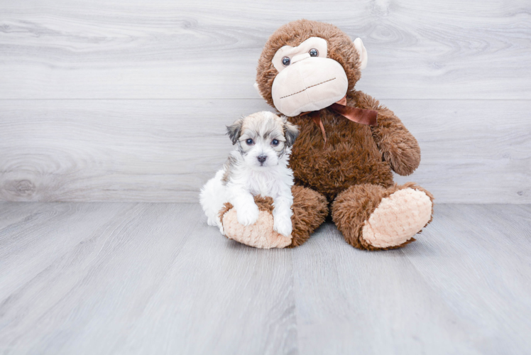 Maltipoo Pup Being Cute