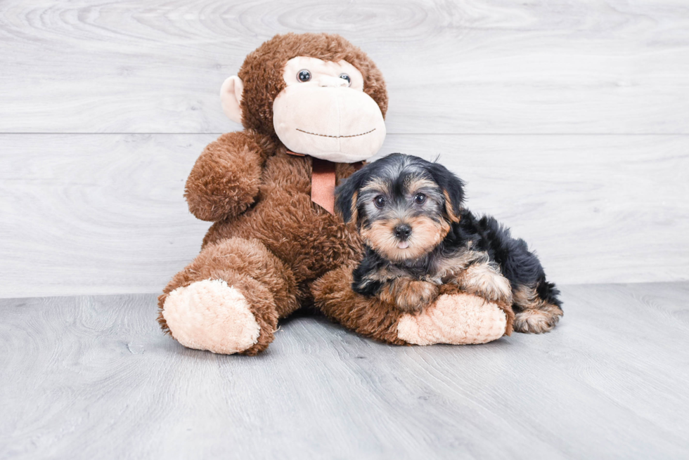 Meet Avery - our Yorkshire Terrier Puppy Photo 