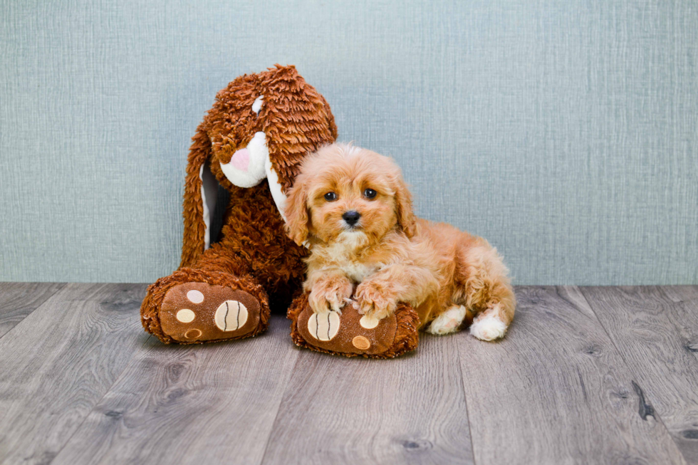 Best Cavapoo Baby