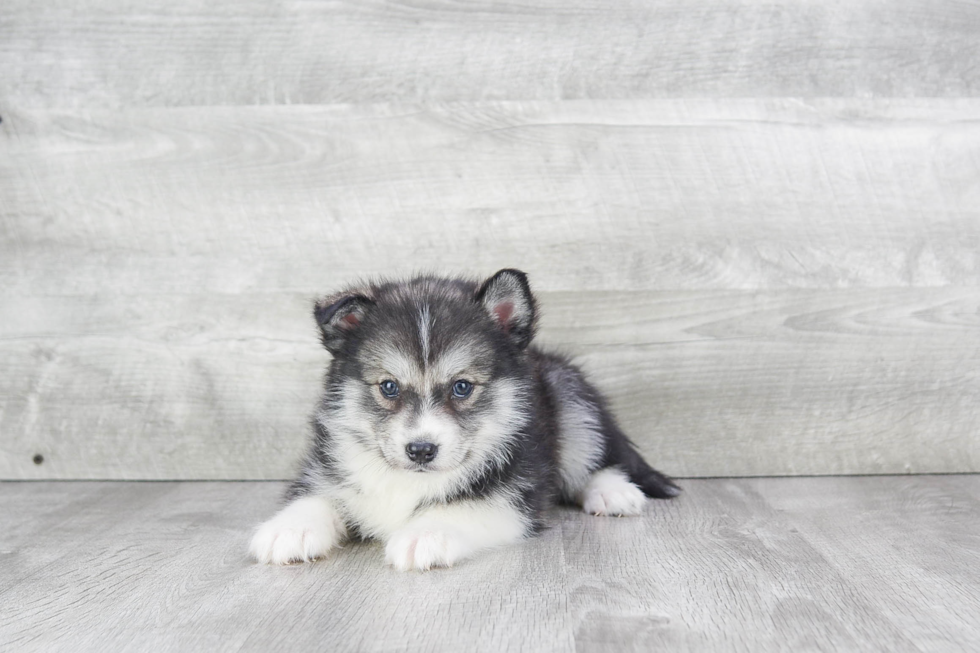 Happy Pomsky Baby