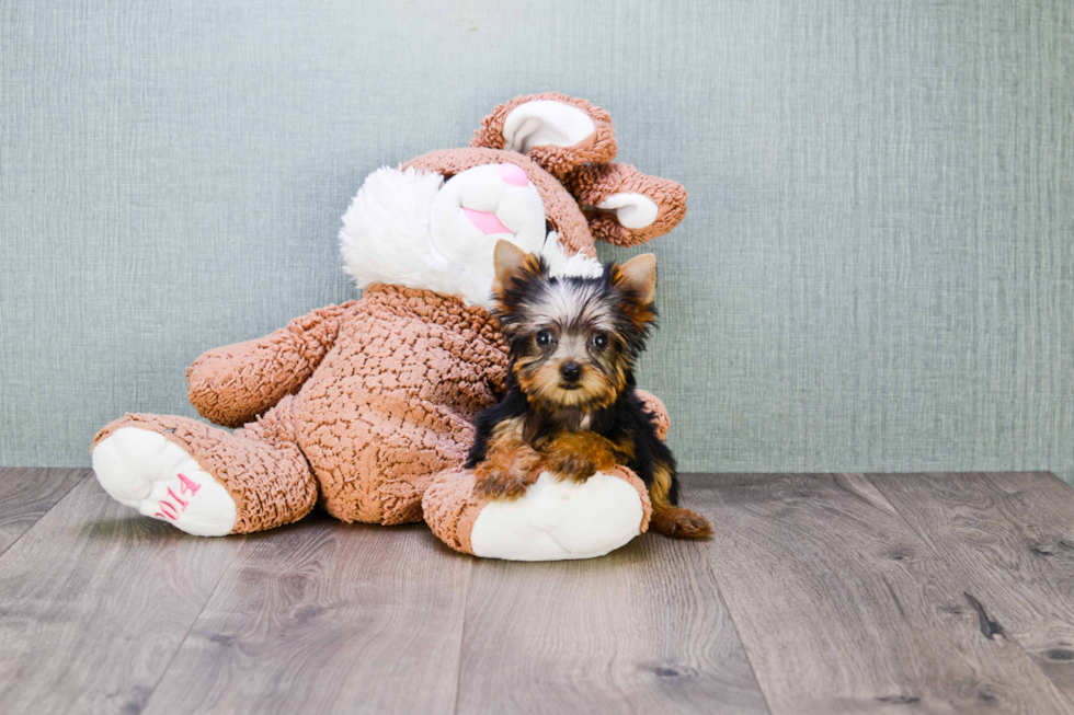 Meet Nugget - our Yorkshire Terrier Puppy Photo 